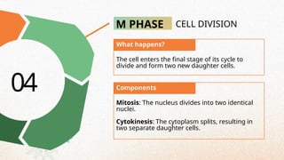 M PHASE CELL DIVISION
The cell enters the final stage of its cycle to
divide and form two new daughter cells.
Mitosis: The nucleus divides into two identical
nuclei.
Cytokinesis: The cytoplasm splits, resulting in
two separate daughter cells.
04 Components
What happens?
 