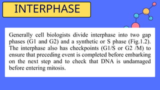 Interphaze CELL-CYCLE-AND-ITS-REGULATION- PPT Module-8 | PPTX
