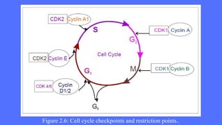 CELL-CYCLE-AND-ITS-REGULATION- PPT Module-8 | PPTX