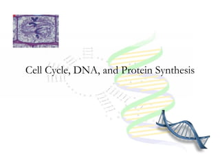 Cell Cycle, DNA, and Protein Synthesis 