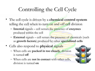 Cell Cycle, Dna, And Protein Synthesis Notes New | PPT
