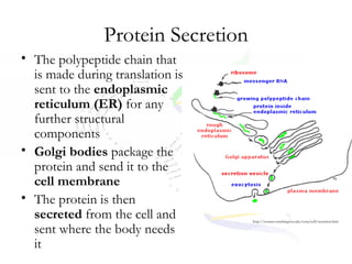 Cell Cycle, Dna, And Protein Synthesis Notes New | PPT