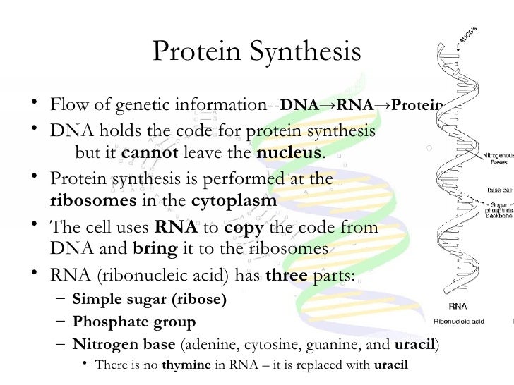 Protein Synthesis Flow Chart Key