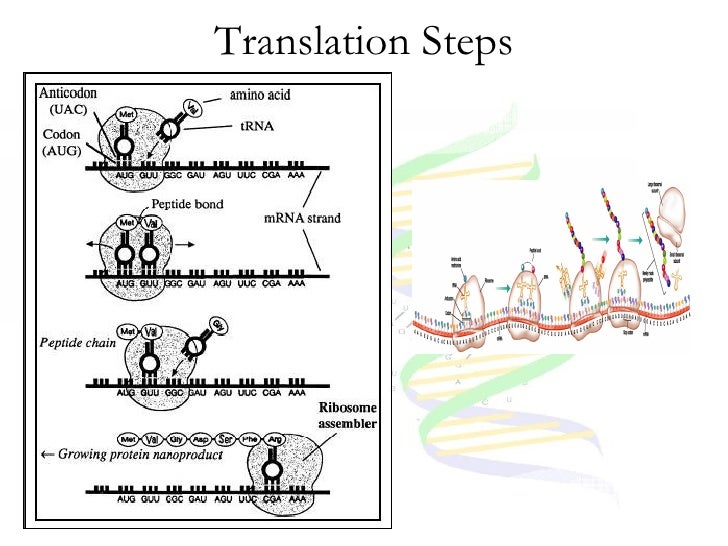 steps in protein synthesis