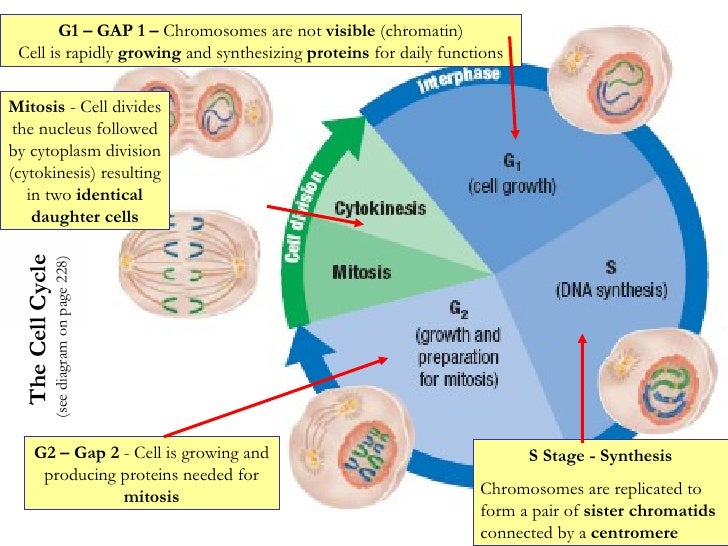 1 meiosis flow chart Dna, Synthesis Protein Cycle, And Notes Cell New