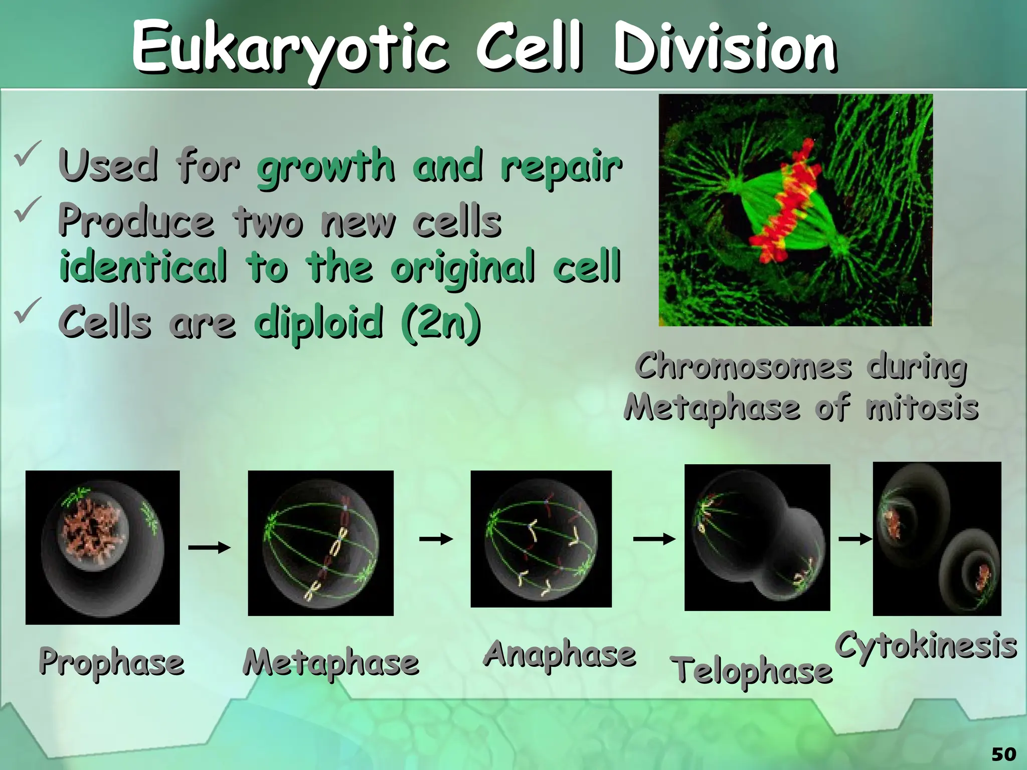 cell-cycle-mitosis-meiosis and its application | PPT
