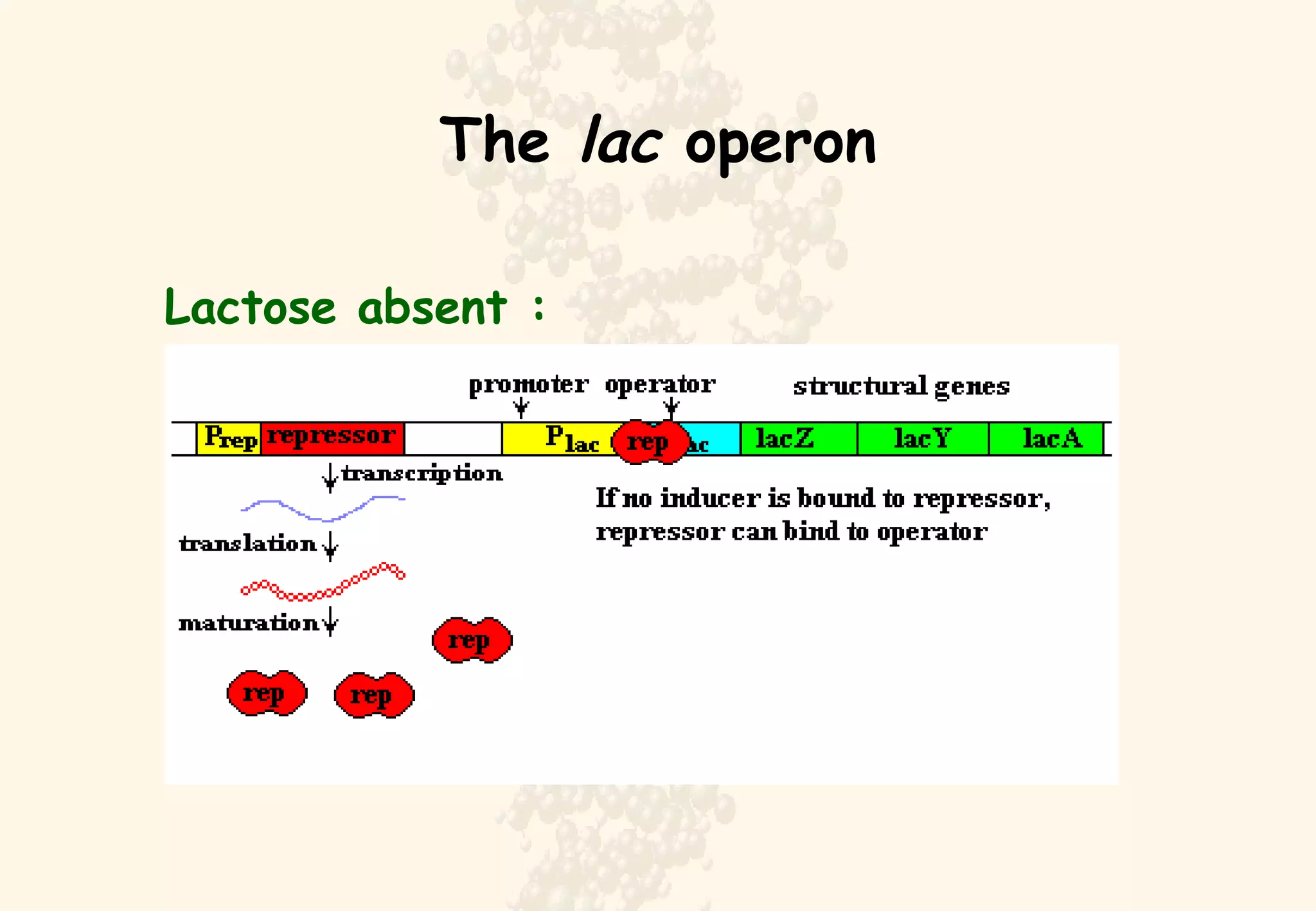 The  lac  operon Lactose absent : 