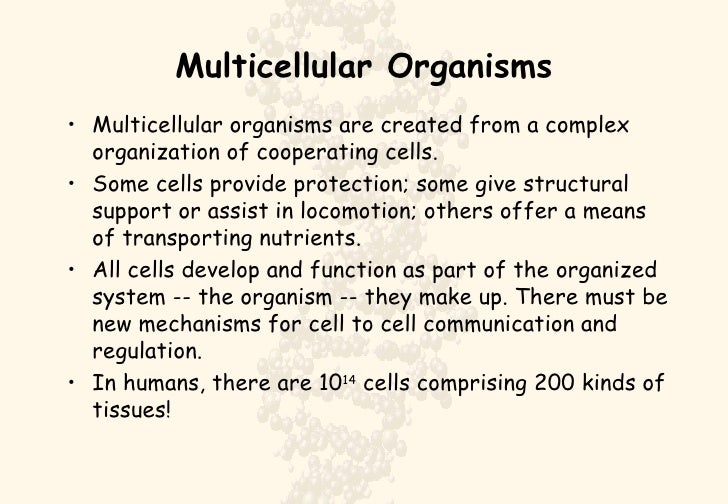Cell Differentiation