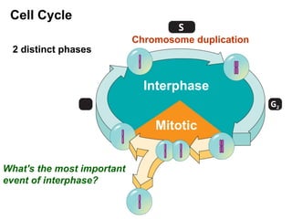 cell-division for IGCSE Grade 9 and 10.ppt