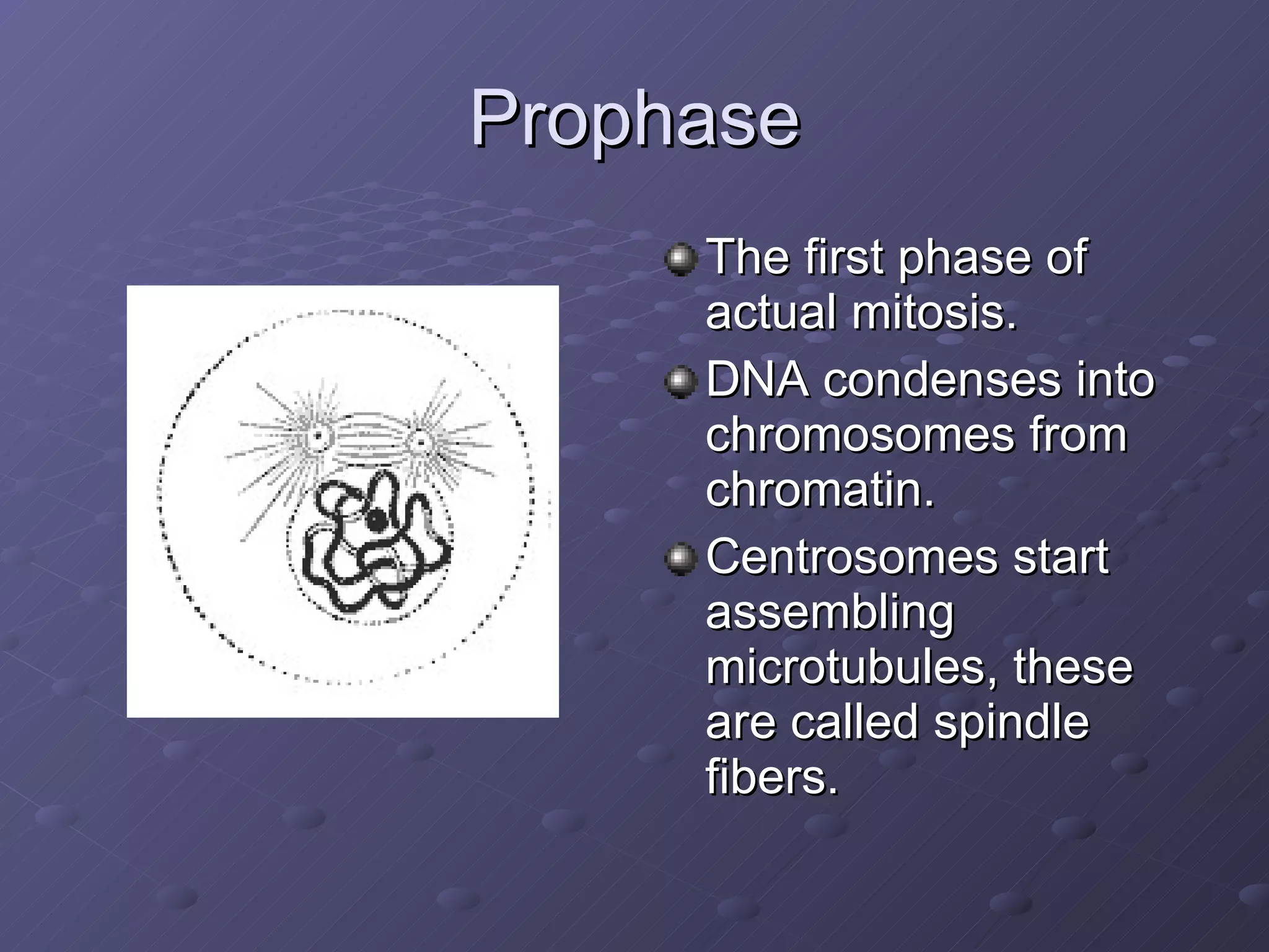Prophase The first phase of actual mitosis. DNA condenses into chromosomes from chromatin. Centrosomes start assembling microtubules, these are called spindle fibers.  