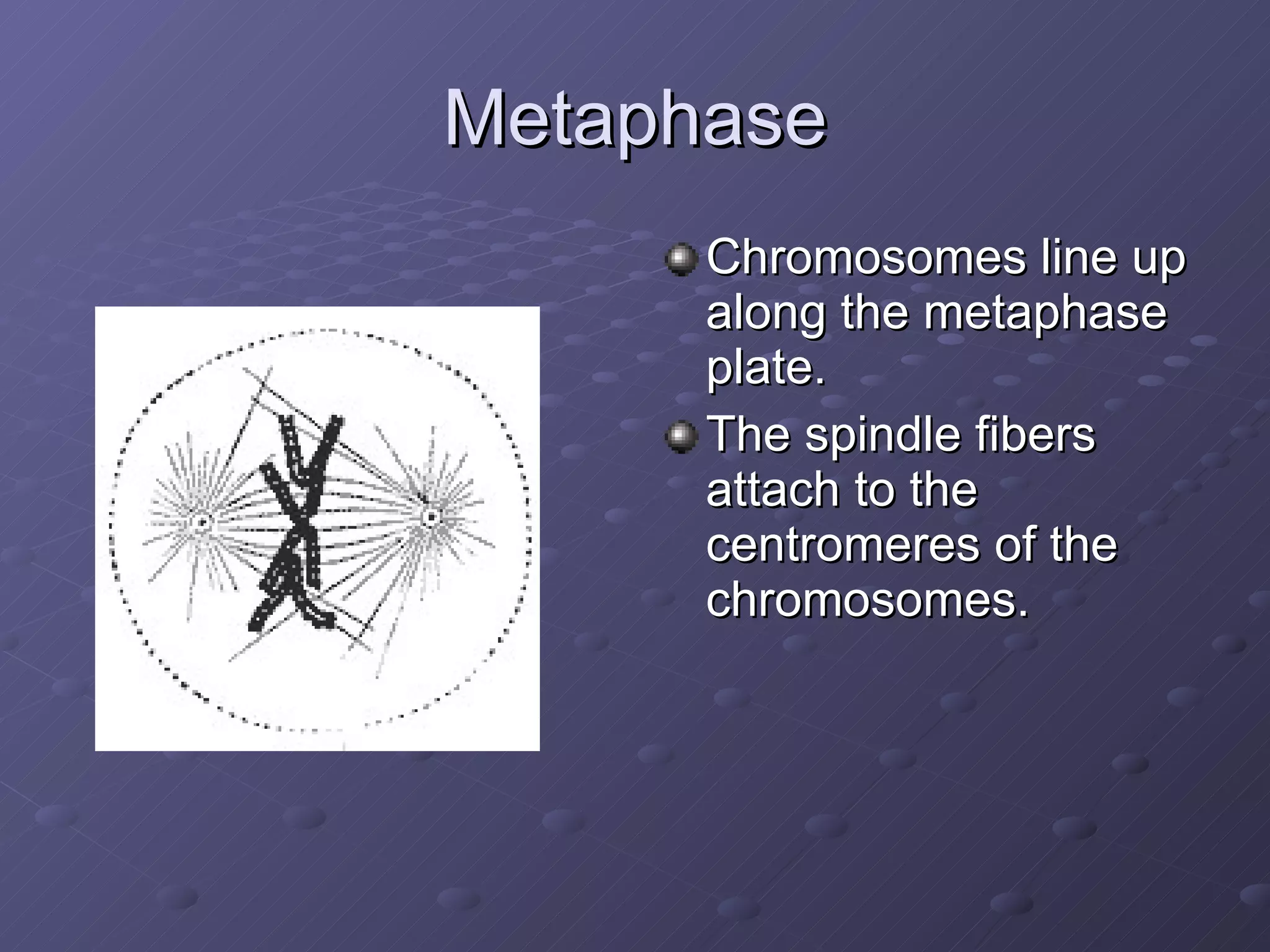 Metaphase Chromosomes line up along the metaphase plate. The spindle fibers attach to the centromeres of the chromosomes. 