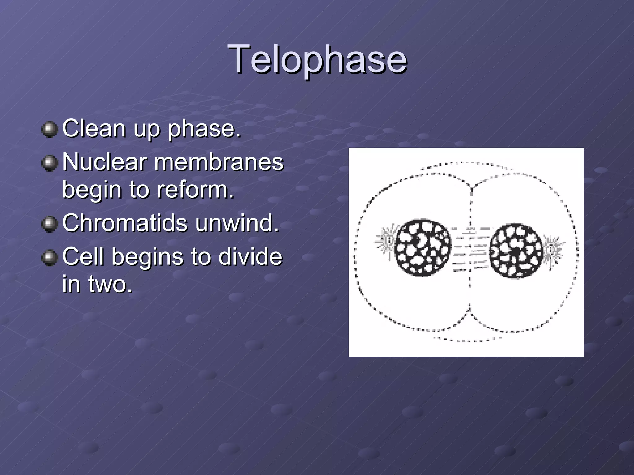 Telophase Clean up phase. Nuclear membranes begin to reform. Chromatids unwind. Cell begins to divide in two. 