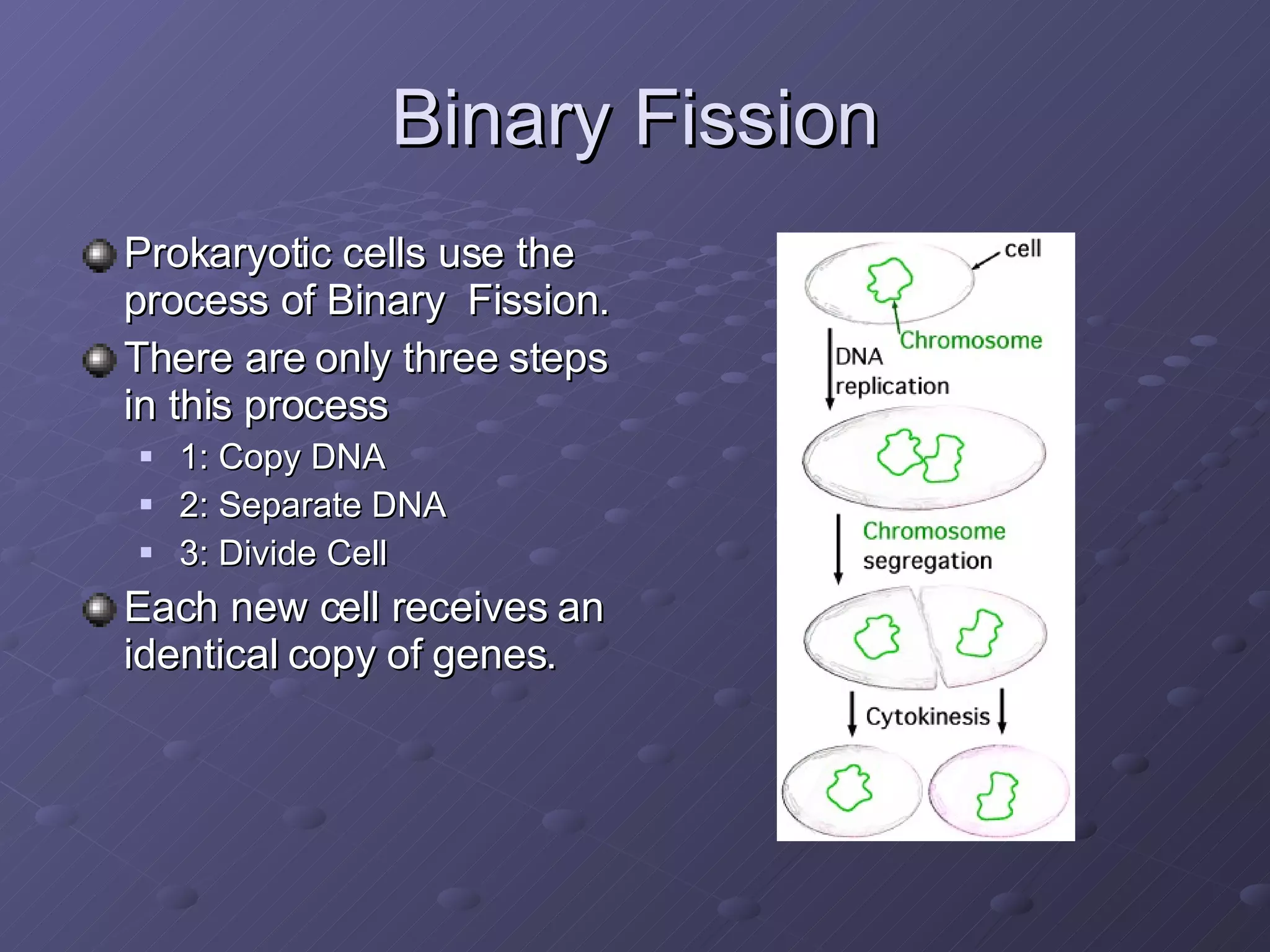 Binary Fission Prokaryotic cells use the process of Binary  Fission. There are only three steps in this process 1: Copy DNA 2: Separate DNA 3: Divide Cell Each new cell receives an identical copy of genes. 