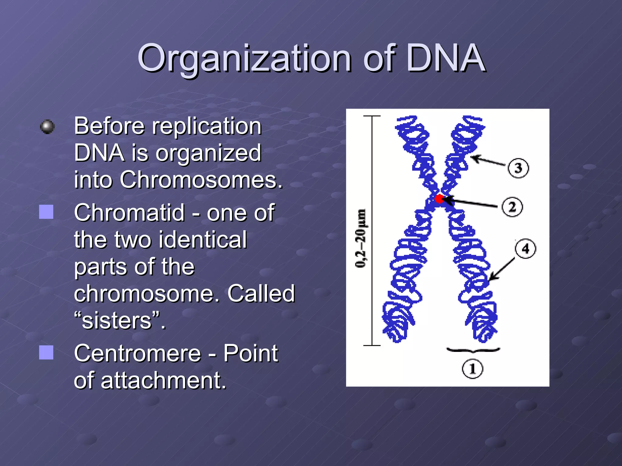 Organization of DNA Before replication DNA is organized into Chromosomes. Chromatid - one of the two identical parts of the chromosome. Called “sisters”. Centromere - Point of attachment. 
