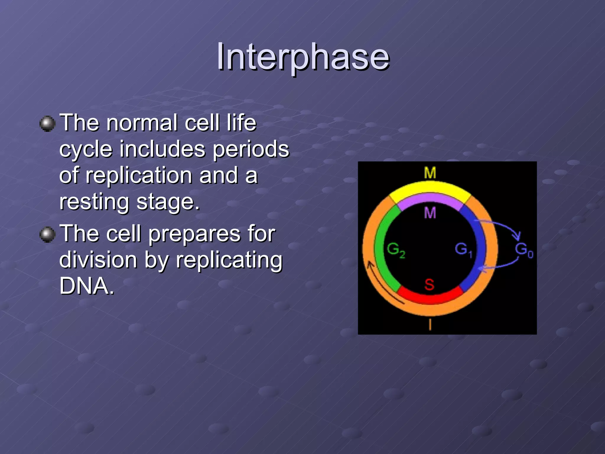 Interphase The normal cell life cycle includes periods of replication and a resting stage. The cell prepares for division by replicating DNA.  