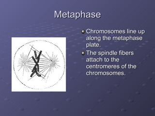 Metaphase Chromosomes line up along the metaphase plate. The spindle fibers attach to the centromeres of the chromosomes. 