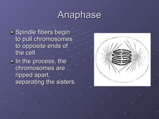 Anaphase Spindle fibers begin to pull chromosomes to opposite ends of the cell. In the process, the chromosomes are ripped apart, separating the sisters.  