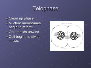 Telophase Clean up phase. Nuclear membranes begin to reform. Chromatids unwind. Cell begins to divide in two. 