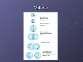 Mitosis 