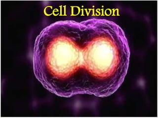 Cell Division
 