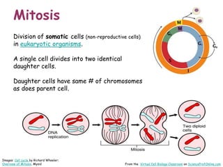 Division of somatic cells (non-reproductive cells)
in eukaryotic organisms.
A single cell divides into two identical
daughter cells.
Daughter cells have same # of chromosomes
as does parent cell.
Mitosis
From the Virtual Cell Biology Classroom on ScienceProfOnline.com
Images: Cell cycle by Richard Wheeler;
Overview of Mitosis, Mysid
 