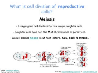 Meiosis
- A single germ cell divides into four unique daughter cells.
- Daughter cells have half the # of chromosomes as parent cell.
- We will discuss meiosis in out next lecture. Now, back to mitosis…
What is cell division of reproductive
cells?
From the Virtual Cell Biology Classroom on ScienceProfOnline.com
Image: Overview of Meiosis,
National Institutes of Health
 