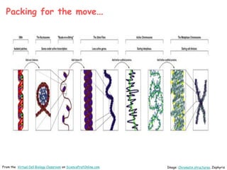From the Virtual Cell Biology Classroom on ScienceProfOnline.com
Packing for the move…
Image: Chromatin structures, Zephyris
 