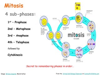 Mitosis
4 sub-phases:
1st – Prophase
2nd – Metaphase
3rd – Anaphase
4th – Telophase
followed by
Cytokinesis
Secret to remembering phases in order…
From the Virtual Cell Biology Classroom on ScienceProfOnline.com
Image: Mitosis diagram, Marek Kultys
 
