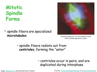 Mitotic
Spindle
Forms
• spindle fibers are specialized
microtubules
• spindle fibers radiate out from
centrioles, forming the “aster”
• centrioles occur in pairs, and are
duplicated during interphase
Fluoresced eukaryotic cell. Chromosomes in blue.
Mitotic spindle apparatus in green.
From the Virtual Cell Biology Classroom on ScienceProfOnline.com
Image: Fluoresced cell, National Institutes of Health
 