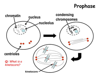 chromatin
nucleolus
nucleus
centrioles
condensing
chromosomes
kinetocore
Prophase
Q: What is a
kinetocore?
 