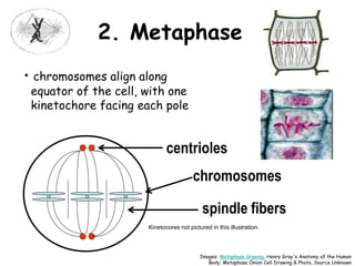 • chromosomes align along
equator of the cell, with one
kinetochore facing each pole
centrioles
spindle fibers
chromosomes
2. Metaphase
Images: Metaphase drawing, Henry Gray's Anatomy of the Human
Body; Metaphase Onion Cell Drawing & Photo, Source Unknown
Kinetocores not pictured in this illustration.
 