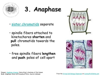 3. Anaphase
• sister chromatids separate
• spindle fibers attached to
kinetochores shorten and
pull chromatids towards the
poles.
• free spindle fibers lengthen
and push poles of cell apart
Images: Anaphase drawing, Henry Gray's Anatomy of the Human
Body; Anaphase Onion Cell Drawing & Photo, Source Unknown From the Virtual Cell Biology Classroom on ScienceProfOnline.com
 