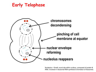 chromosomes
decondensing
nuclear envelope
reforming
nucleolus reappears
pinching of cell
membrane at equator
Early Telophase
Nucleolus = Small, round site within nucleus, composed of protein &
RNA. Involved in ribosomal RNA synthesis & formation of ribosomes.
 