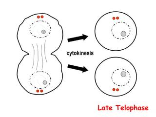 cytokinesis
Late Telophase
 