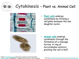 Cytokinesis – Plant vs. Animal Cell
• Plant cells undergo
cytokinesis by forming a
cell plate between the two
daughter nuclei.
• Animal cells undergo
cytokinesis through the
formation of a cleavage
furrow. A ring of
microtubules contract,
pinching the cell in half.
From the Virtual Cell Biology Classroom on ScienceProfOnline.com
Images: Telophase drawing, Henry Gray's Anatomy of the Human Body;
Ciliate dividing, TheAlphaWolf; Telophase Onion Cell Photo, Source Unknown
 