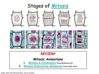 Stages of Mitosis
Image: Onion Cell Drawing & Photo, Source Unknown
REVIEW!
Mitosis Animations
1. Mitosis & Cytokinesis from McGraw-Hill
2. Mitosis Interactive Animation from Cells Alive
 