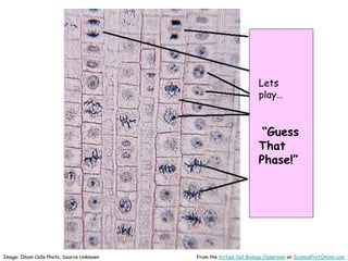 Lets
play…
“Guess
That
Phase!”
From the Virtual Cell Biology Classroom on ScienceProfOnline.com
Image: Onion Cells Photo, Source Unknown
 