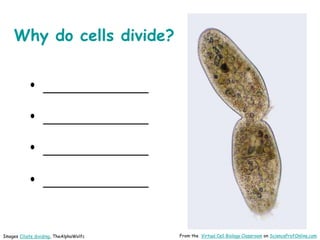 Why do cells divide?
• _____________
• _____________
• _____________
• _____________
From the Virtual Cell Biology Classroom on ScienceProfOnline.com
Images Ciliate dividing, TheAlphaWolfc
 