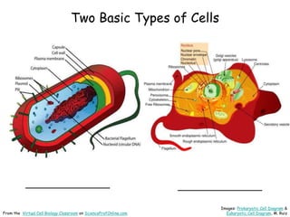 Two Basic Types of Cells
_____________________
_____________________
Images: Prokaryotic Cell Diagram &
Eukaryotic Cell Diagram, M. Ruiz
From the Virtual Cell Biology Classroom on ScienceProfOnline.com
 