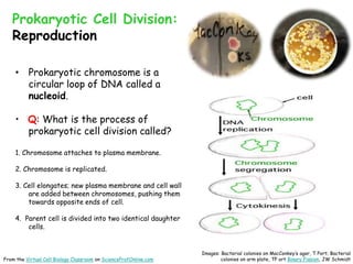 Prokaryotic Cell Division:
Reproduction
• Prokaryotic chromosome is a
circular loop of DNA called a
nucleoid.
• Q: What is the process of
prokaryotic cell division called?
1. Chromosome attaches to plasma membrane.
2. Chromosome is replicated.
3. Cell elongates; new plasma membrane and cell wall
are added between chromosomes, pushing them
towards opposite ends of cell.
4. Parent cell is divided into two identical daughter
cells.
Images: Bacterial colonies on MacConkey’s agar, T Port; Bacterial
colonies on arm plate, TP ort Binary Fission, JW Schmidt
From the Virtual Cell Biology Classroom on ScienceProfOnline.com
 