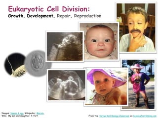 Images: Sperm & egg, Wikipedia;; Morula,
Wiki; My son and daughter, T. Port
Eukaryotic Cell Division:
Growth, Development, Repair, Reproduction
From the Virtual Cell Biology Classroom on ScienceProfOnline.com
 