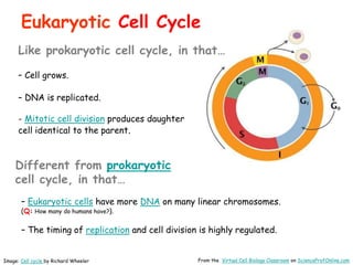 Eukaryotic Cell Cycle
– Cell grows.
– DNA is replicated.
- Mitotic cell division produces daughter
cell identical to the parent.
Image: Cell cycle by Richard Wheeler From the Virtual Cell Biology Classroom on ScienceProfOnline.com
Different from prokaryotic
cell cycle, in that…
– Eukaryotic cells have more DNA on many linear chromosomes.
(Q: How many do humans have?).
– The timing of replication and cell division is highly regulated.
Like prokaryotic cell cycle, in that…
 