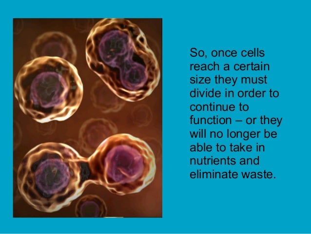 Cell Division mitosis meiosis 1225581257073362 9