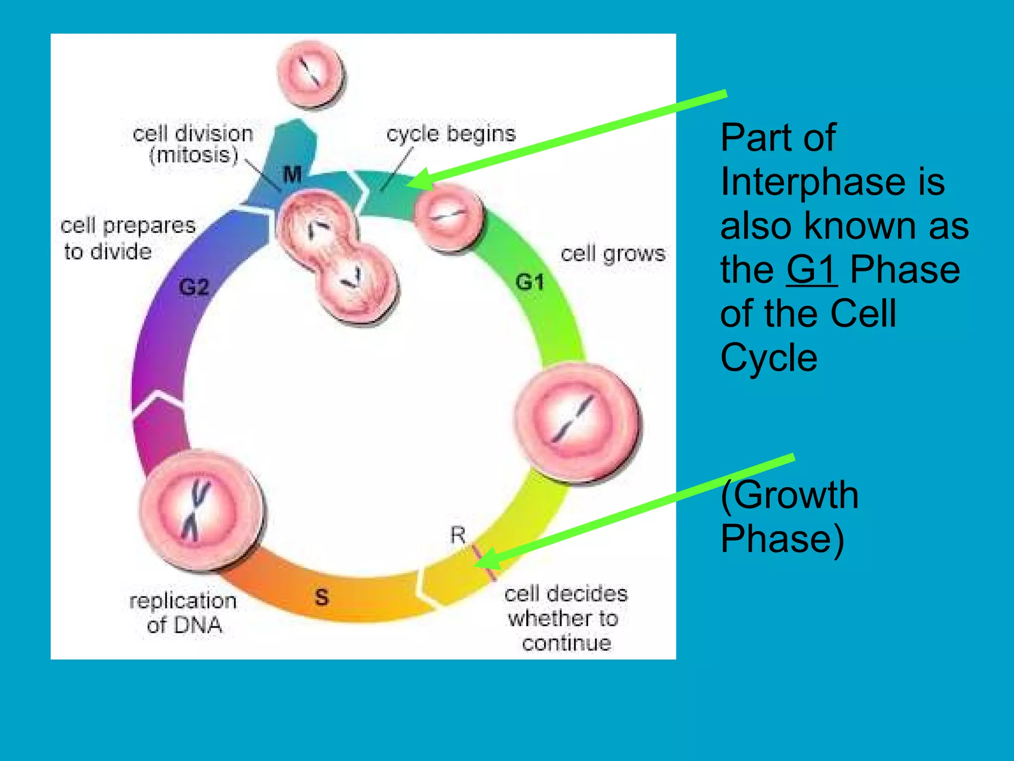 Cell Division Mitosis and Meiosis | PPT