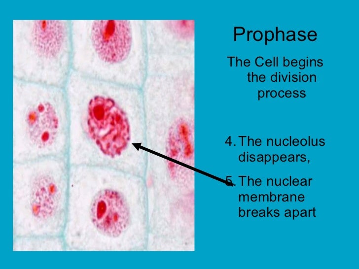 Cell Division Mitosis And Meiosis