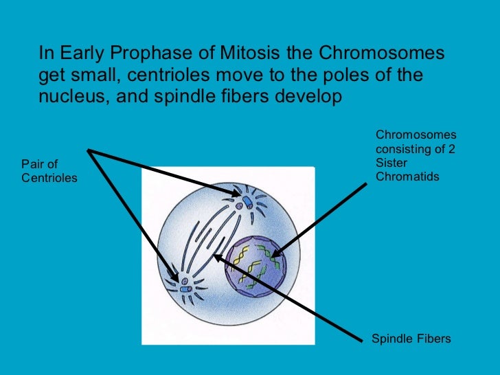 Cell Division Mitosis and Meiosis