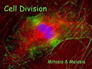 Cell Division Mitosis & Meiosis 