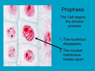 Prophase
The Cell begins
the division
process
1.The nucleolus
disappears,
2.The nuclear
membrane
breaks apart
 