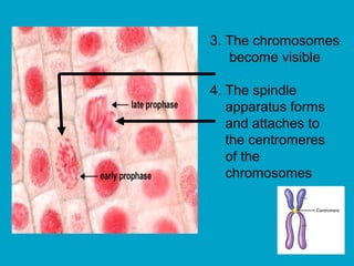 3. The chromosomes
become visible
4. The spindle
apparatus forms
and attaches to
the centromeres
of the
chromosomes
 