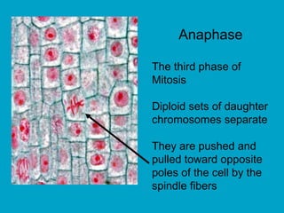 Anaphase
The third phase of
Mitosis
Diploid sets of daughter
chromosomes separate
They are pushed and
pulled toward opposite
poles of the cell by the
spindle fibers
 
